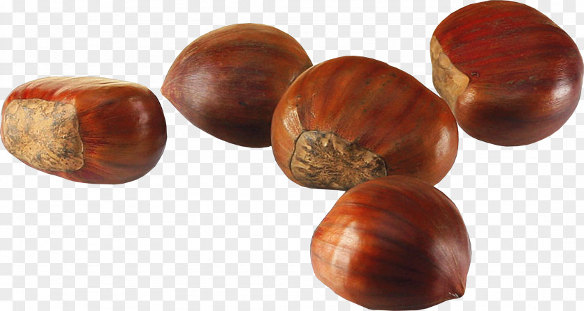 Acorn Fruit Nut Clip Art PNG