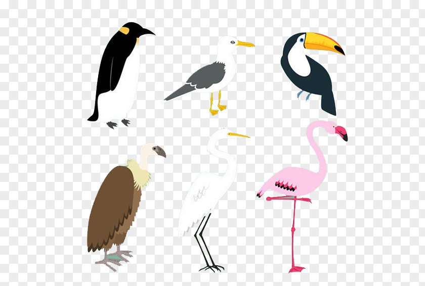 Birds Design Bird Penguin Little Egret PNG