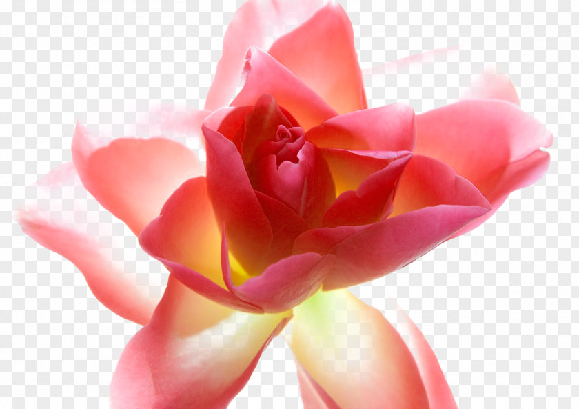 Fantasy Flowers Garden Roses Centifolia Flower Petal PNG