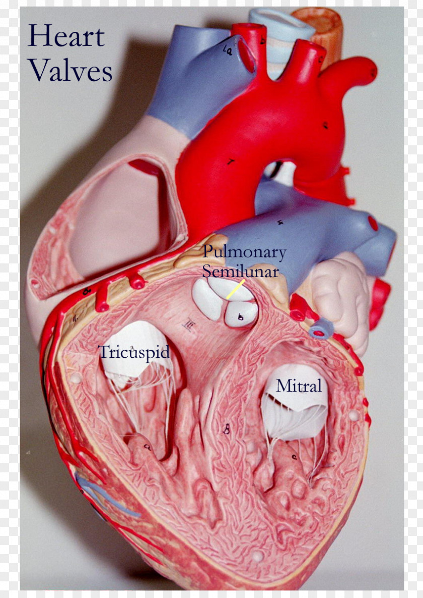 Heart Valve Anatomy Tricuspid PNG