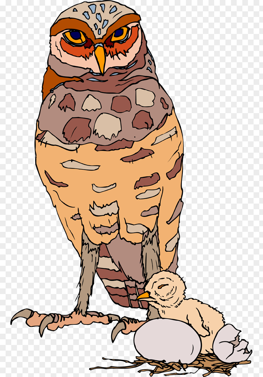 Owl Clip Art Bird Beak Illustration PNG