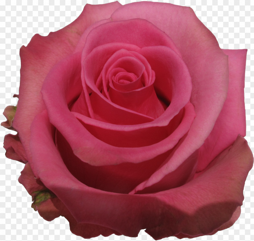 Plant Red Garden Roses PNG