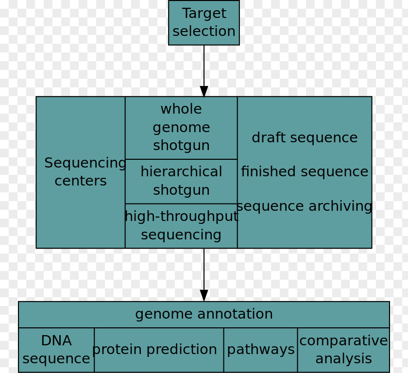 Flowchart. Vector Human Genome Project Genomics Whole Sequencing PNG