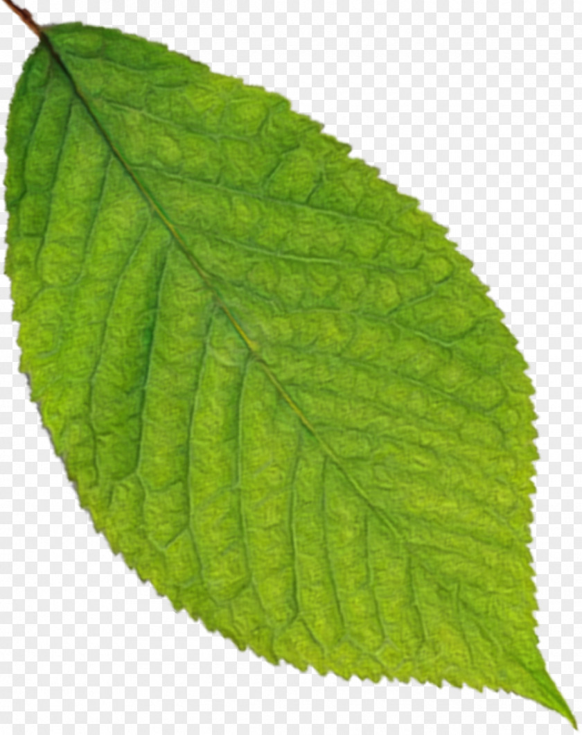 Leaf Farmacopea Ufficiale Plant Pathology Mother Nature PNG