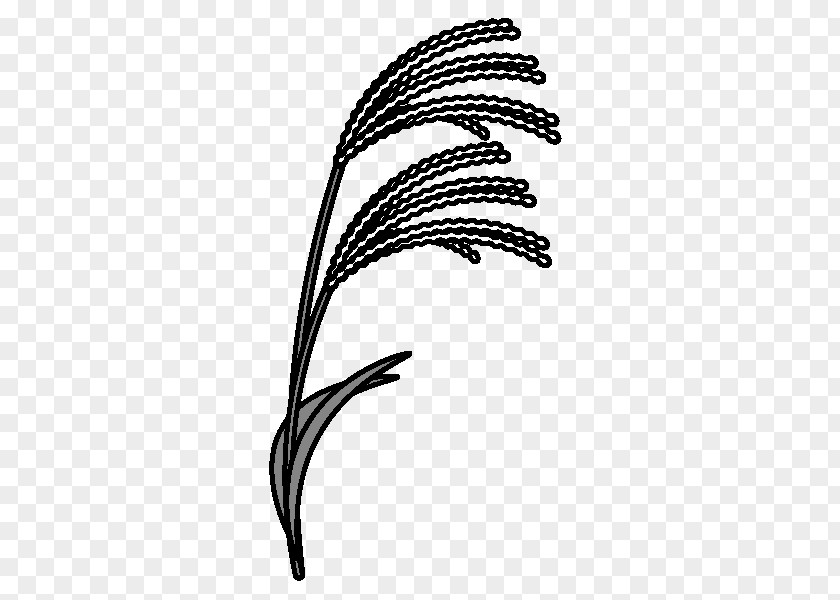 Pampas Grass Grasses Susukino Black And White Chinese Silver PNG