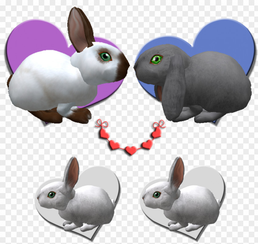 Rabbit Domestic Hare PNG