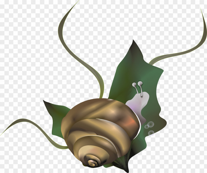 Snails Snail Caracol Euclidean Vector PNG