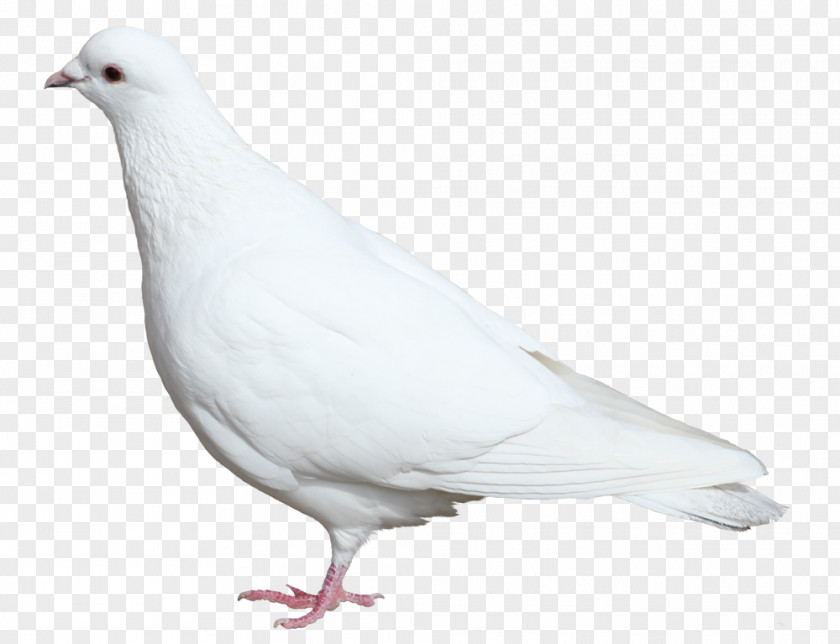 Bird Domestic Pigeon Columbidae Clip Art PNG