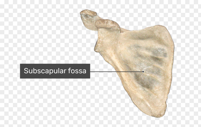 Fossa Scapula Bone Infraglenoid Tubercle Anatomy Shoulder Girdle PNG