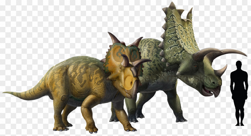 Pentaceratops Chasmosaurus Triceratops Ceratopsia Late Cretaceous PNG