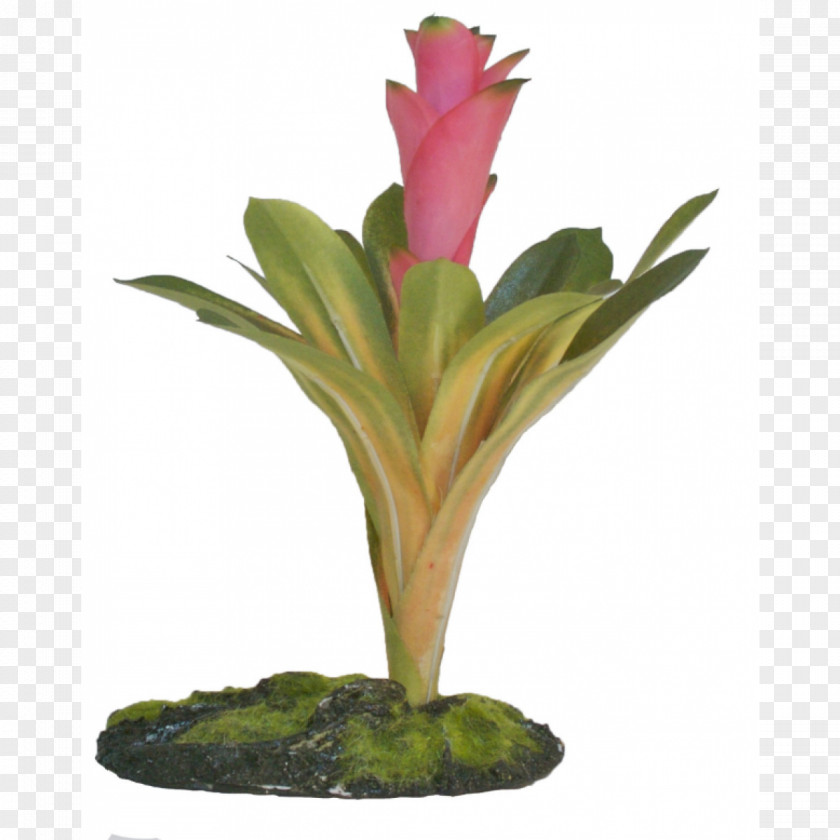 Plant Cryptanthus Vascular Terrarium Neoregelia 'Fireball' PNG