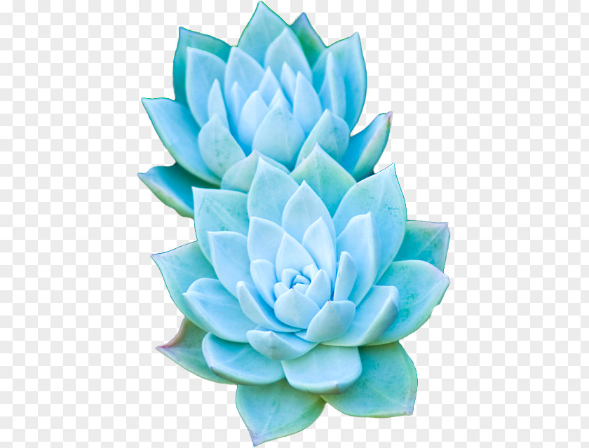 Succulent Plant Cactaceae Garden PNG