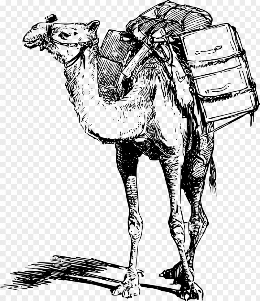 Camels Bactrian Camel Dromedary Llama Pack Animal Working PNG