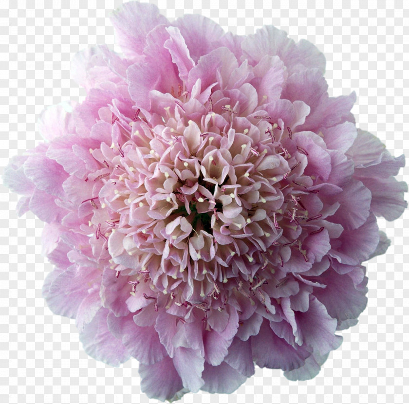 Chrysanthemum Flower Photography Desktop Wallpaper PNG