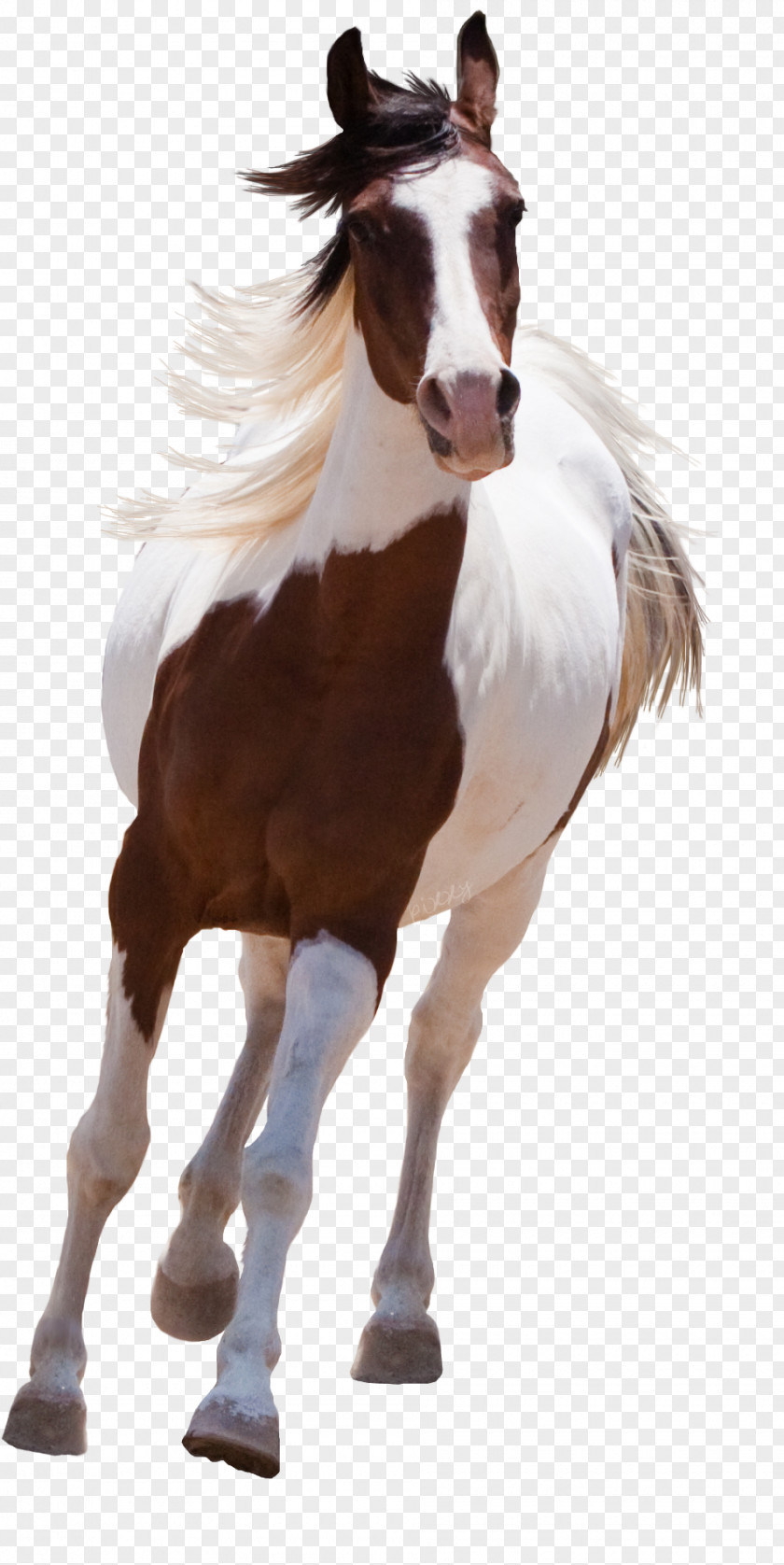 Hand-painted Horse Creative Horse,Running Arabian American Paint PNG