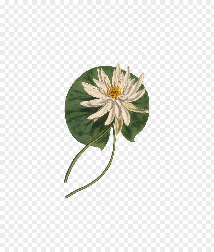 Lotus Nelumbo Nucifera Leaf PNG