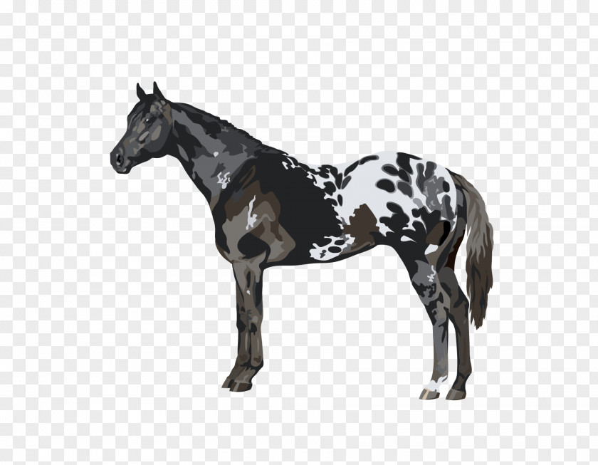 Mustang Stallion Appaloosa Tennessee Walking Horse American Paint PNG
