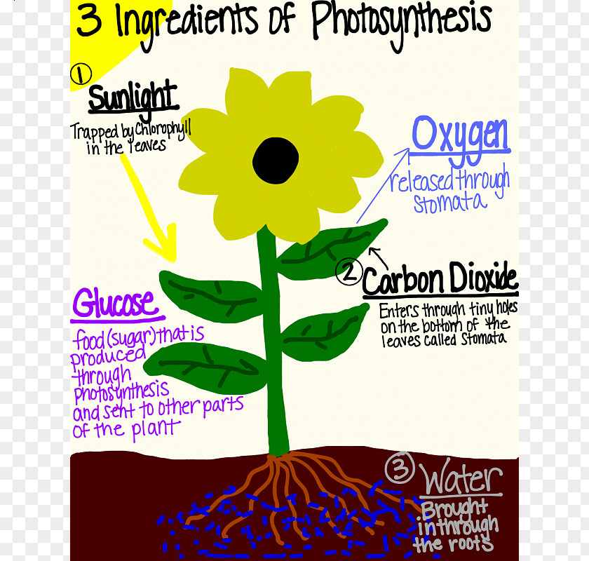 Plant Photosynthesis Fourth Grade Biology Fifth PNG