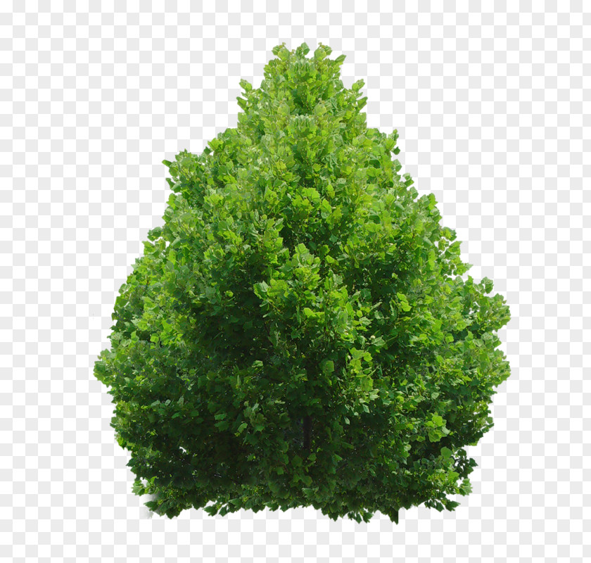 Plants Evergreen Trees And Shrubs Clip Art PNG