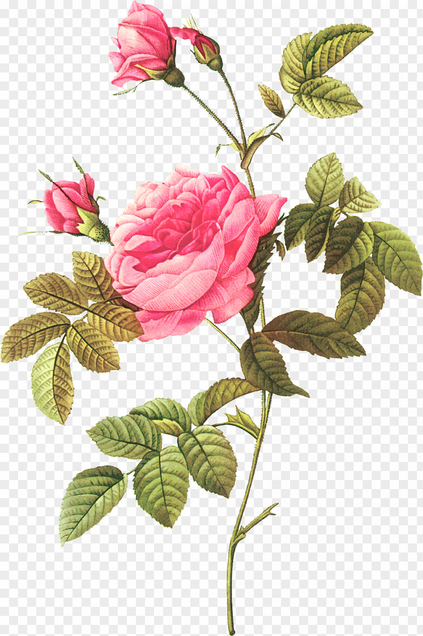 Flower Botanical Illustration Botany Les Roses PNG