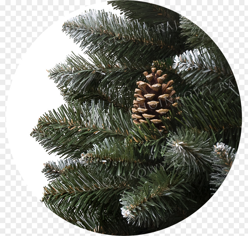 Christmas Tree Spruce Pine Fir Ornament PNG