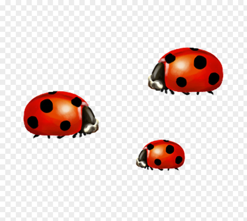 Ladybug Insect Ladybird PNG