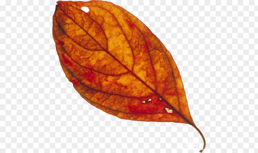 Leaf Clip Art PNG