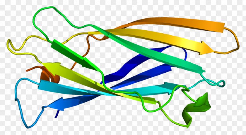 Melanosome AP1G1 Clathrin Protein AP1B1 Gene PNG
