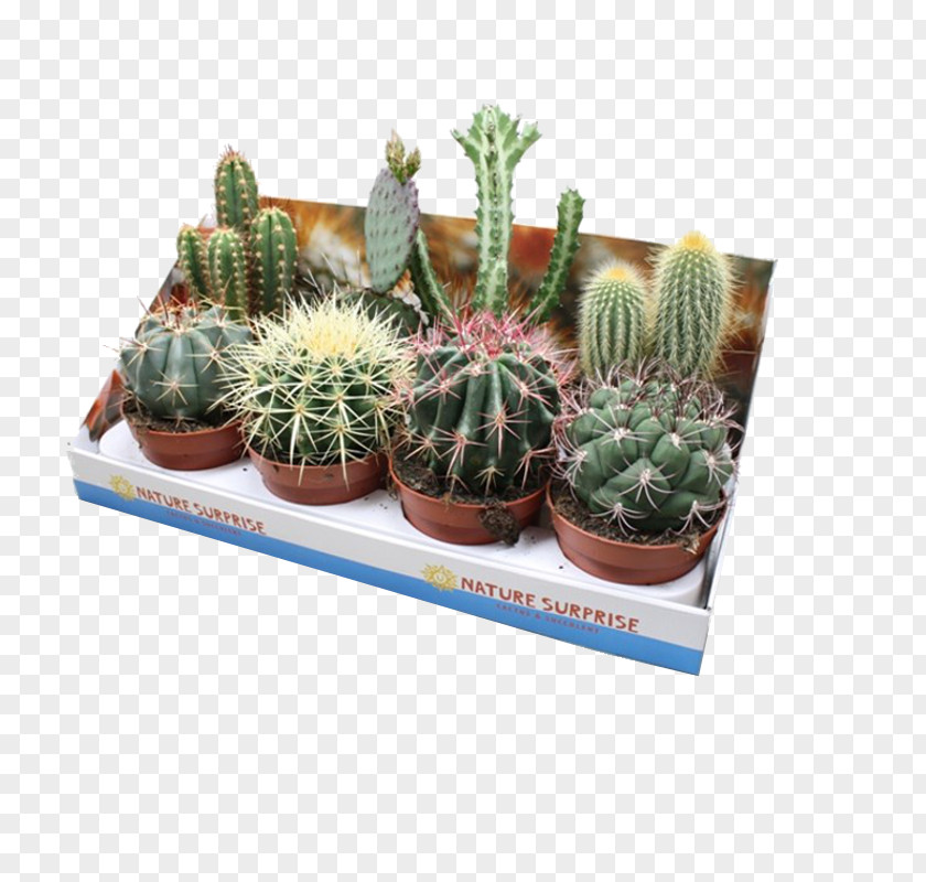 Modok Citroën Cactus M Flowerpot Houseplant PNG
