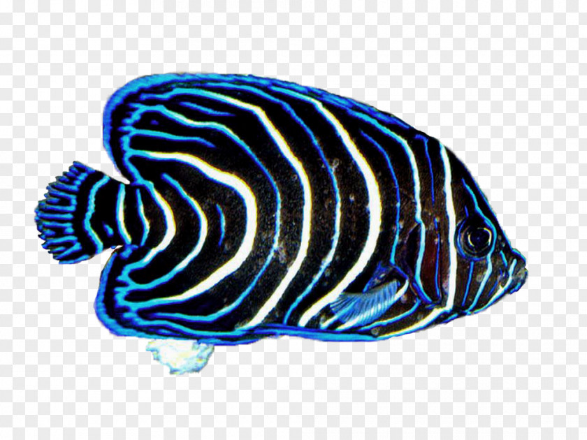 Sunlight 13 0 1 Coral Reef Fish Desktop Wallpaper PNG