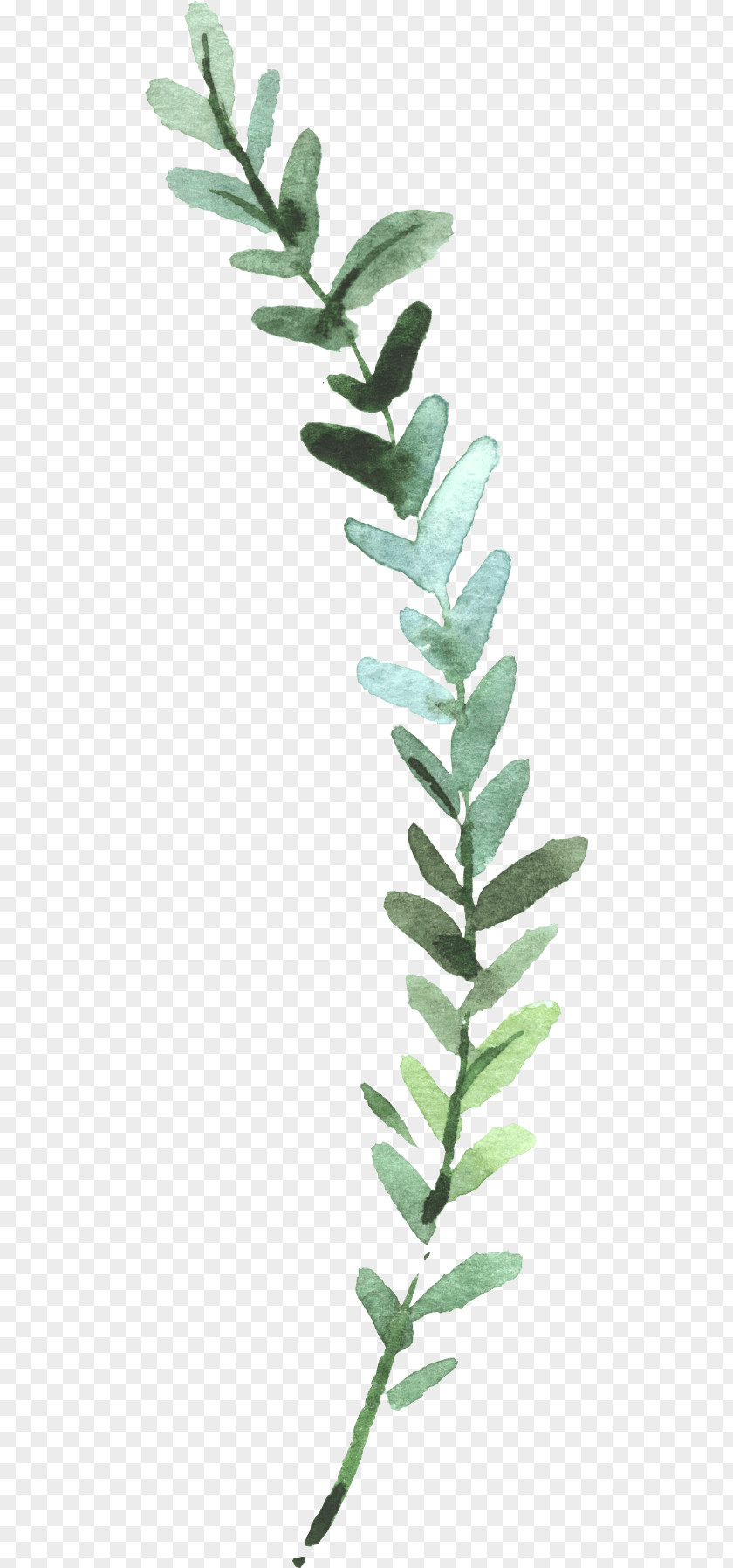 Watercolor Painting Leaf Image Plants PNG
