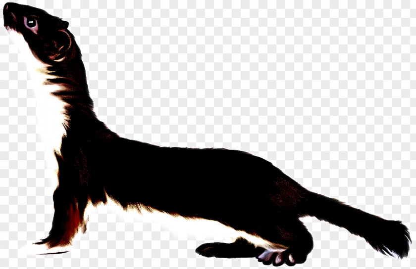 Animal Figure Oriental Longhair Tail Cat Claw PNG
