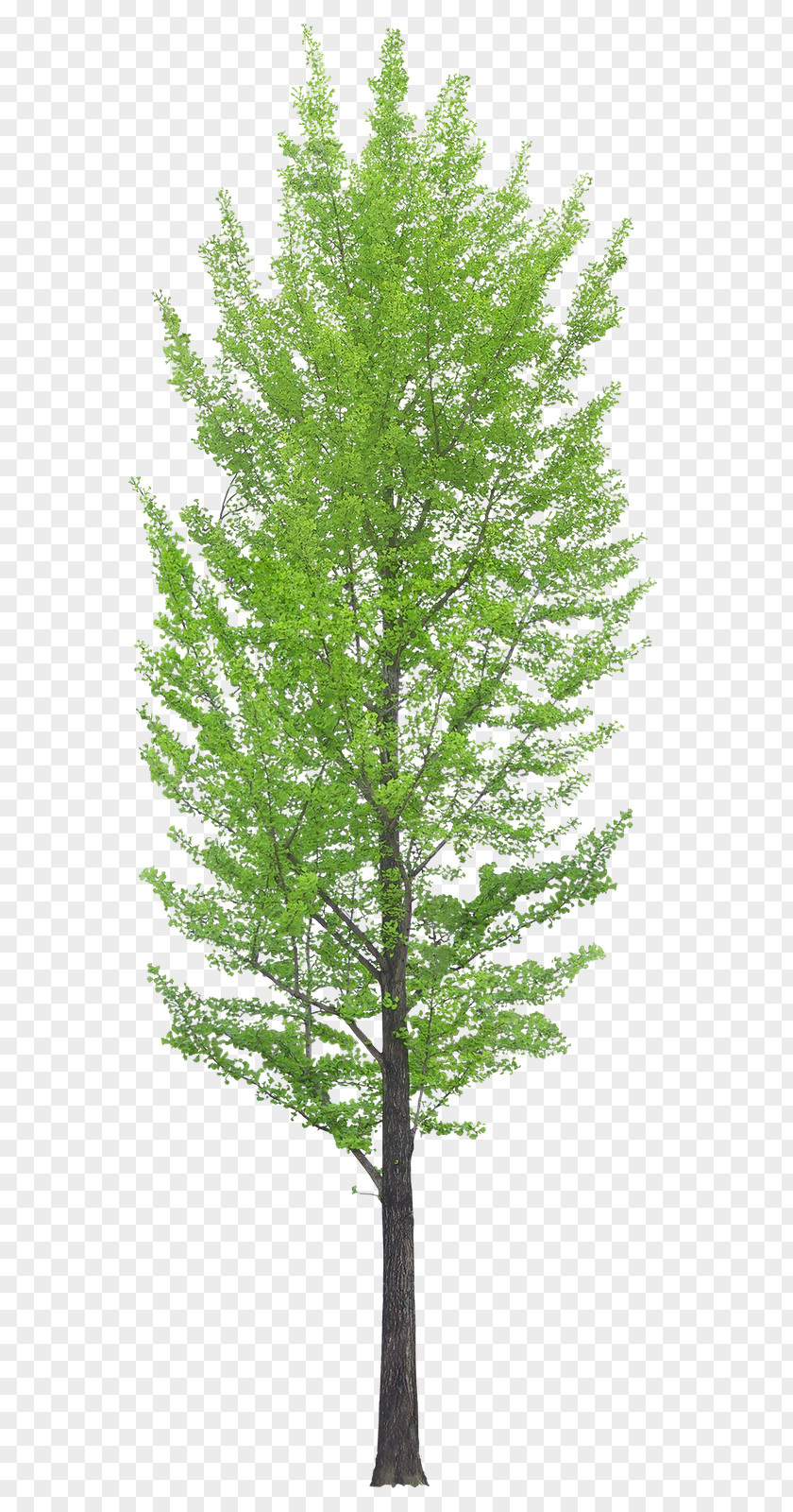 Arbol Tree Desktop Wallpaper Clip Art PNG