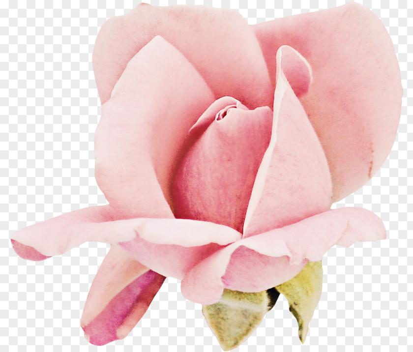 Garden Roses Cabbage Rose Cut Flowers Petal Pink M PNG