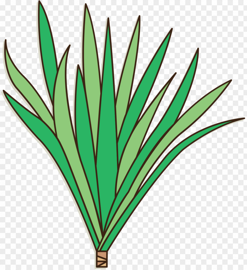 Leaf Clip Art Plant Stem Line Grasses PNG