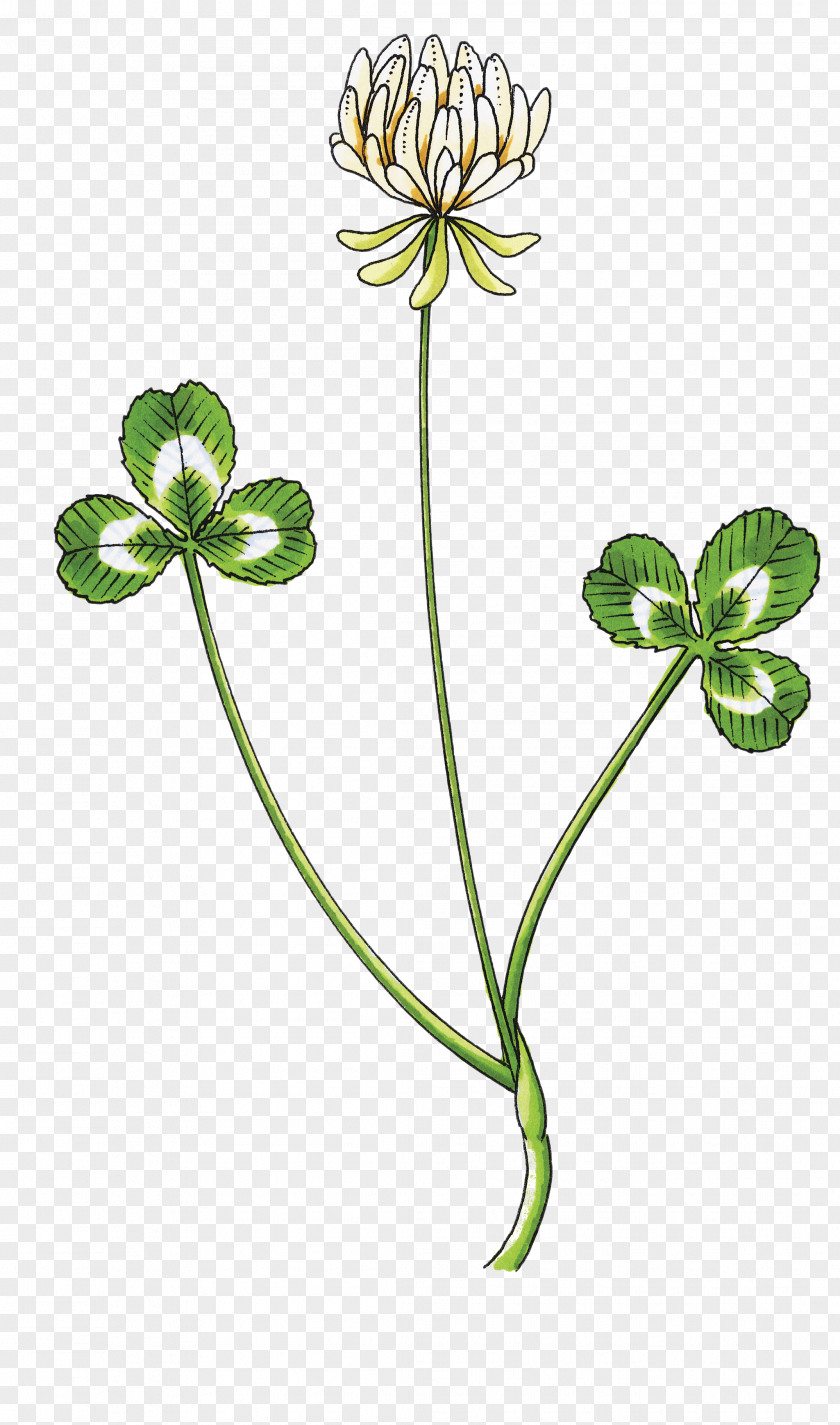 Clover Sketch White Petal Drawing Trifolium Wormskioldii PNG