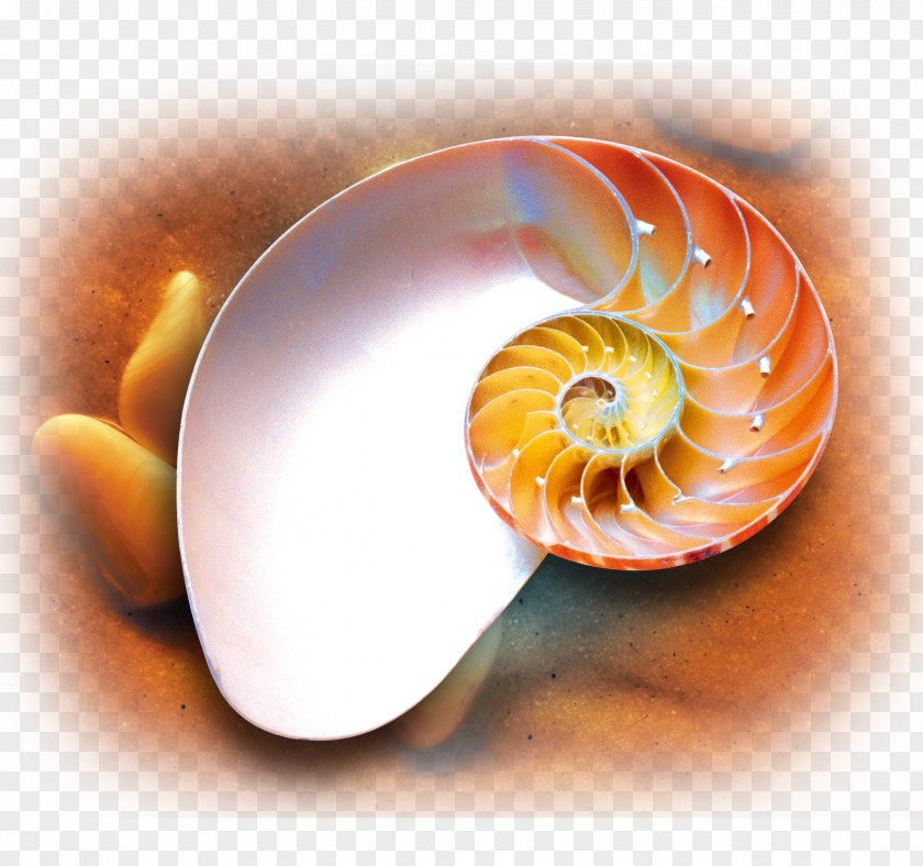 Conch Creative Poster Title Box PNG
