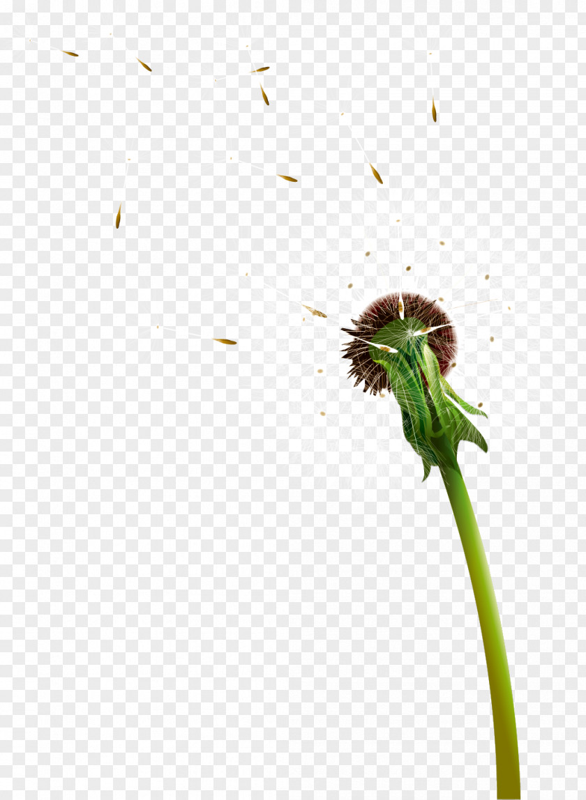 Dandelion Vector Material Google Images PNG