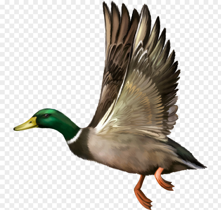 Domestic Ducks Mallard Duck Flight Bald Eagle PNG