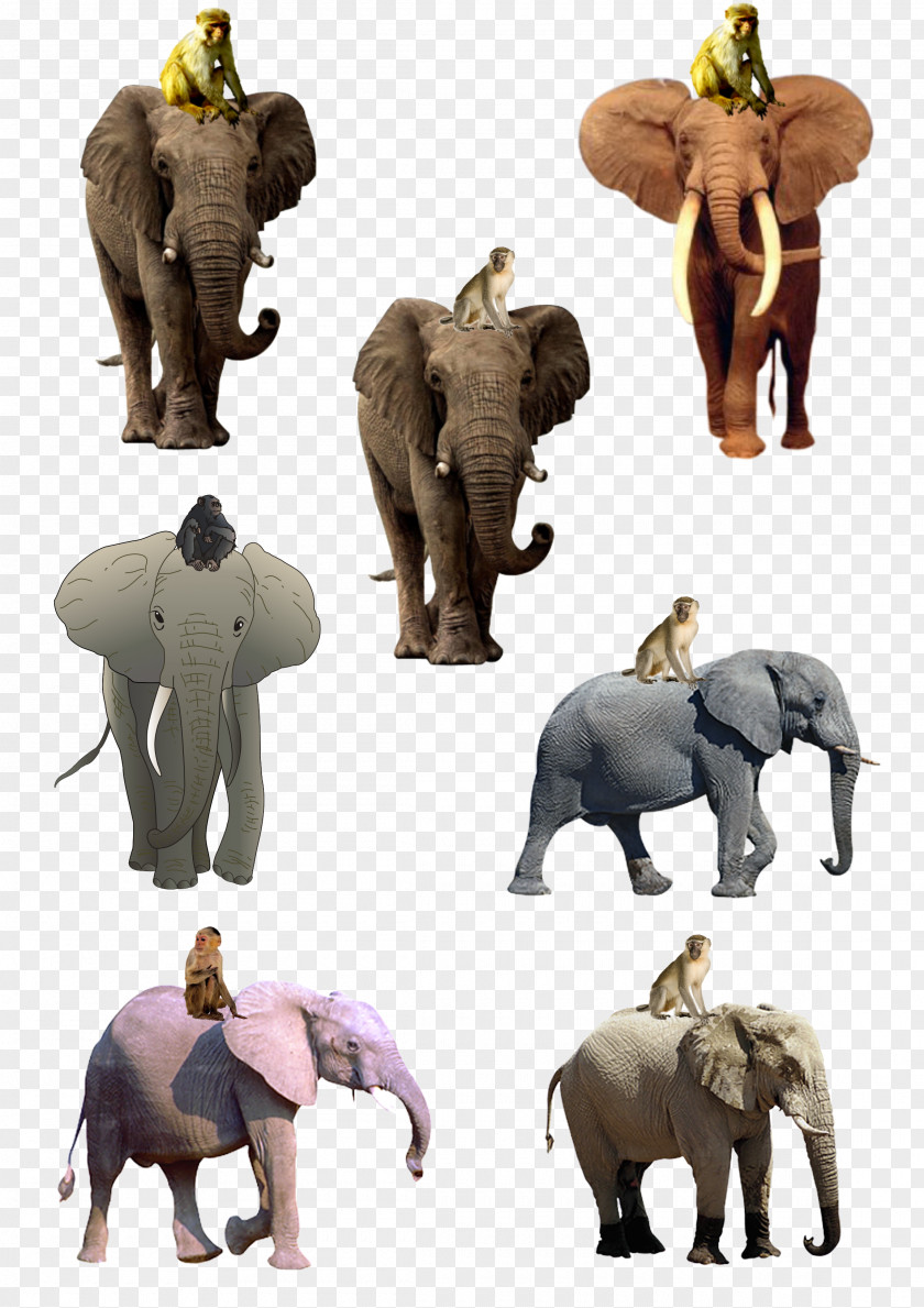 Elephant Creative African Indian Monkey Drawing PNG