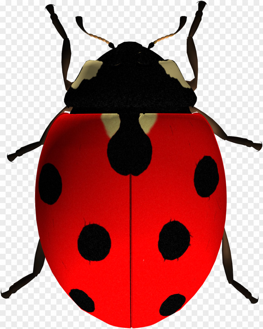 Insect Ladybird Beetle Clip Art PNG