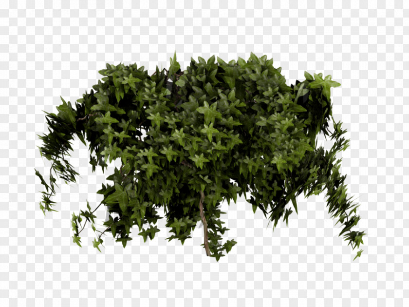 Ivy Poison Shrub Texture Mapping PNG