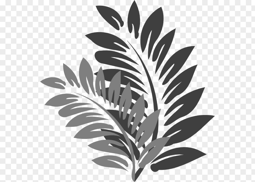 Leaf Clip Art Shoeblackplant Flower PNG