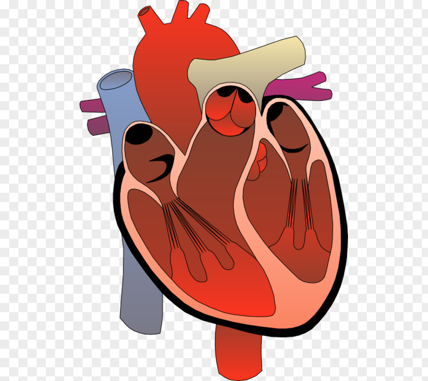 Looking Heart Cliparts Medicine Clip Art PNG