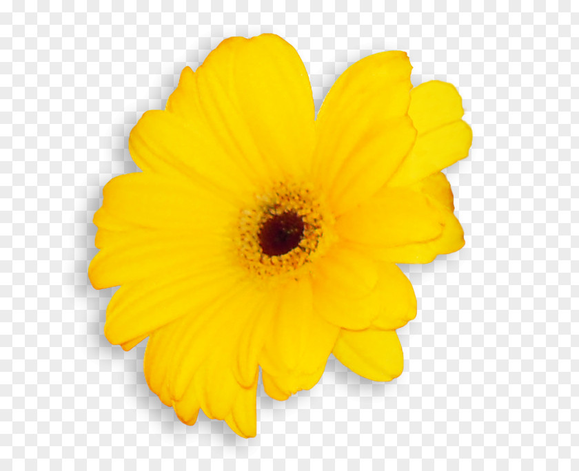 Transvaal Daisy Common Sunflower Cut Flowers Pot Marigold Petal PNG