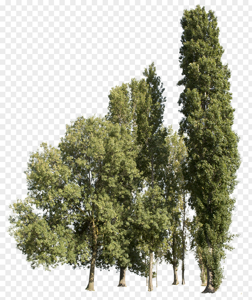 Tree Plane Trees Tipa Adobe Photoshop Design PNG