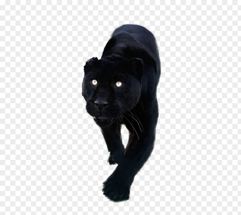 Black Panther Lion Leopard YouTube PNG