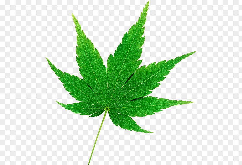 Cannabis Japanese Maple Hemp Drawing Autumn Leaf Color PNG