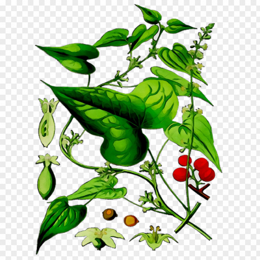 Dioscorea Communis Tamus Wild Yam Herbaceous Plant PNG