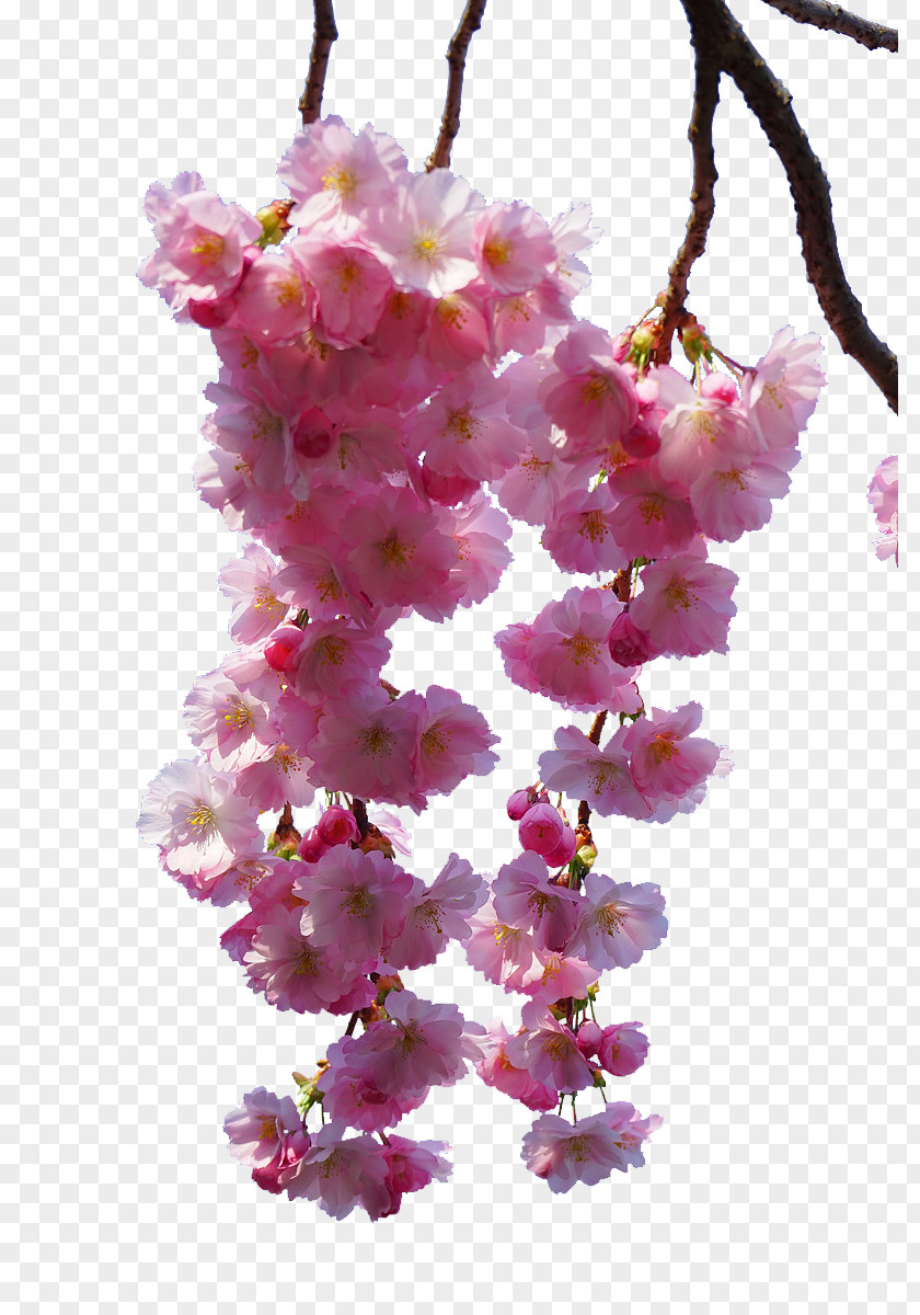 Pink Cherry Tree Branches PNG cherry tree branches clipart PNG